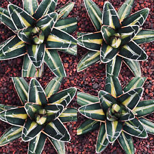 Agave victoriae reginae usato  Napoli