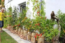tomatensamen mischung gebraucht kaufen  Unterreichenbach