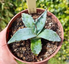 Agave zebra rare for sale  DARLINGTON