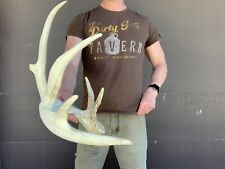 Giant point whitetail for sale  USA