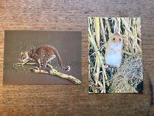 Medici animal postcards for sale  PRESTEIGNE