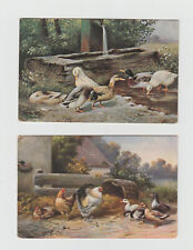 Lot mallard ducks for sale  Brooklet