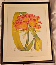 Imantophyllum miniatum framed for sale  LEEDS