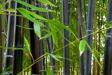 Pianta bambù bamboo usato  Forli