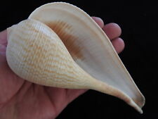 Sea shell Ficus gracilis 154mm ID#5863 for sale  Shipping to South Africa