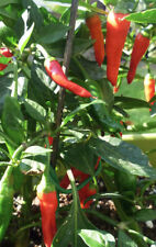 Apache pepper chilli for sale  LONDON