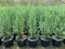 Juniperus skyrocket tree for sale  KING'S LYNN