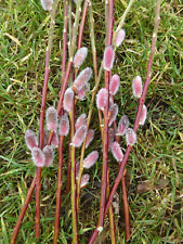 Salix chaenomeloides mount for sale  HEYWOOD