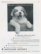 PYRENEAN MOUNTAIN DOG OUR DOGS 1951 DOG BREED KENNEL ADVERT PRINT PAGE MONTLOUIS for sale  COLEFORD