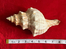 Natural horse conch for sale  Las Vegas