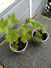 plants pot 2x for sale  GALASHIELS