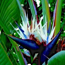 giant bird paradise plant for sale  Lincolnton