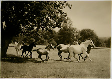 Pferd foto postkarte gebraucht kaufen  Langen
