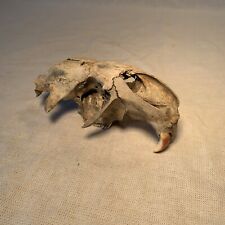 Real beaver skull for sale  Johnston