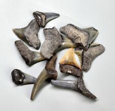 Denti squalo fossili usato  Sassari