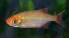 Golden rudd scardinius for sale  HAYWARDS HEATH