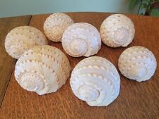 7 Sea Shells Tonna tessellata Tun Seashells  for sale  Shipping to South Africa