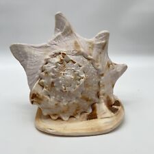 Large natural seashell for sale  Philadelphia