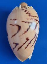 Used, Sea shell Melo broderipii 87mm, gem, nice pattern body, awesome for sale  Shipping to South Africa