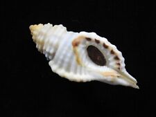 Sea shell Cymatium corrugatum 82.9mm ID#7101 for sale  Shipping to South Africa