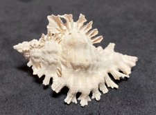 Muricidae Murex Salleanus FOSSIL 50.20mm Caloosahatchee River Florida USA for sale  Shipping to South Africa