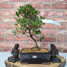 Satsuki azalea bonsai for sale  LEEDS