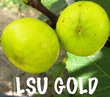 Lsu gold fig for sale  Fresno