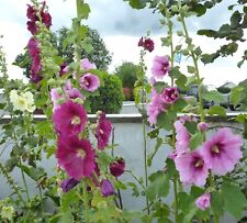 Hollyhock seeds various for sale  Ireland