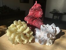 Natural coral reef for sale  Warren