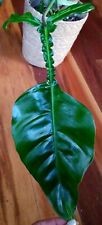 Rare giant philodendron for sale  Glenmoore