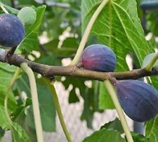 Lsu purple fig for sale  Pelzer