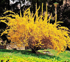 Cuttings golden forsythia for sale  King George