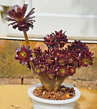 Aeonium arboreum zwartkop for sale  BIRMINGHAM