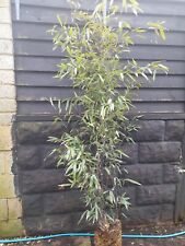 Phyllostachys nigra black for sale  EGHAM