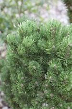 Pinus mugo picobello gebraucht kaufen  Westerstede