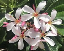 Hawaii live plant for sale  Ewa Beach