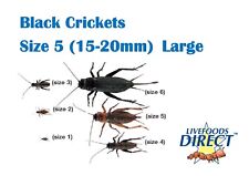 Black crickets large for sale  SHEFFIELD