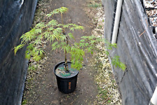 Acer palmatum dissectum for sale  Newport