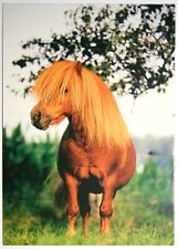 Pferde postkarte weltbild gebraucht kaufen  Langen