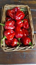 Habanero red savina usato  San Giuliano Terme