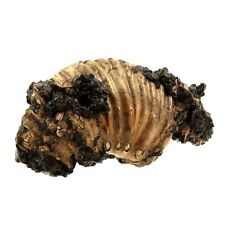 Minéraux collection. ammonite d'occasion  Allevard