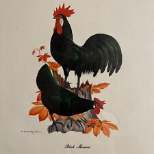 Used, Vintage 1950s Black Minorca Chicken Artist Mary Mobley Lithograph Print for sale  Shipping to South Africa