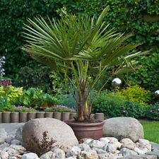 Yougarden trachycarpus fortune for sale  PETERBOROUGH