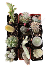 Live cactus plants for sale  San Jose