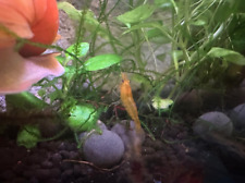 Orange sunkist shrimp for sale  Fort Wayne