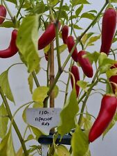 Apache red seeds for sale  HUDDERSFIELD
