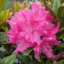 Rhododendron rocket plants for sale  GLASGOW
