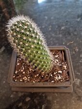 Mamillaria cactus actively for sale  BRISTOL