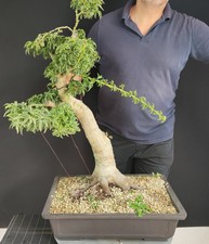 Pre bonsai esemplare usato  San Pancrazio Salentino