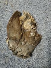 Qp68 quail pelt for sale  Hinton